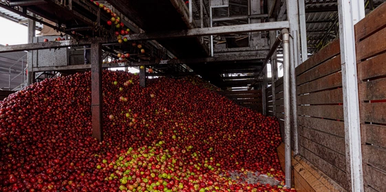 Фрукты ждёт тройная очистка. Весь процесс устроен так, что в переработку уходят чистые и отобранные яблоки