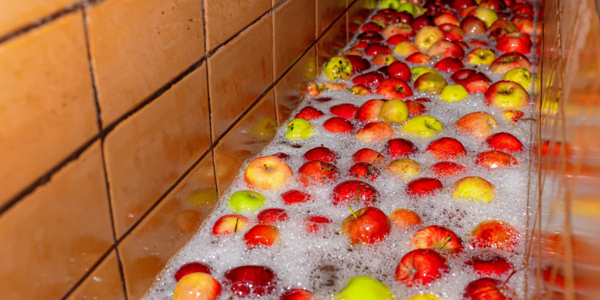 Сначала яблоки моют под холодной водой, потом подают на конвейер, где их тщательно перебирают вручную, убирая веточки и листочки. После этого моют ещё раз и только потом отправляют в дробилку