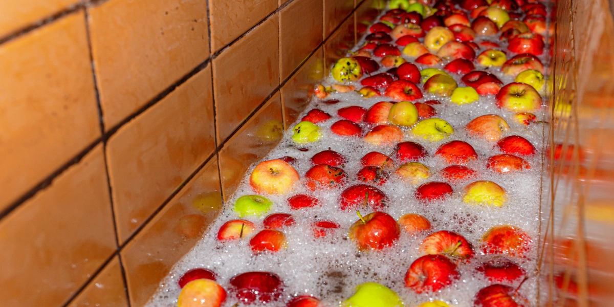 Сначала яблоки моют под холодной водой, потом подают на конвейер, где их тщательно перебирают вручную, убирая веточки и листочки. После этого моют ещё раз и только потом отправляют в дробилку