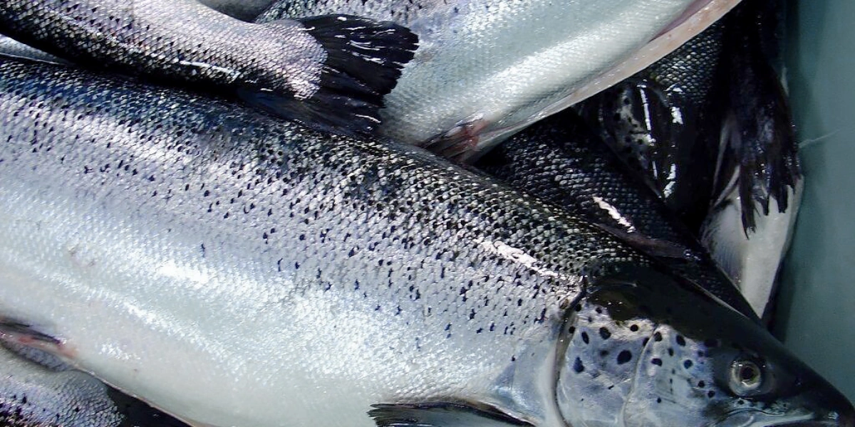 Охлаждённая рыба приходит на&nbsp;льду. Средний вес одной такой тушки — 5-6 килограммов. «Важно посмотреть рыбе в&nbsp;глаза, — говорят на&nbsp;производстве, — они не должны быть мутными»