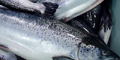 Охлаждённая рыба приходит на льду. Средний вес одной такой тушки — 5-6 килограммов. «Важно посмотреть рыбе в глаза, — говорят на производстве, — они не должны быть мутными»