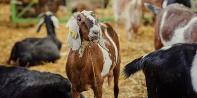 Познакомим вас с обитателями фермы: англо-нубийская коза