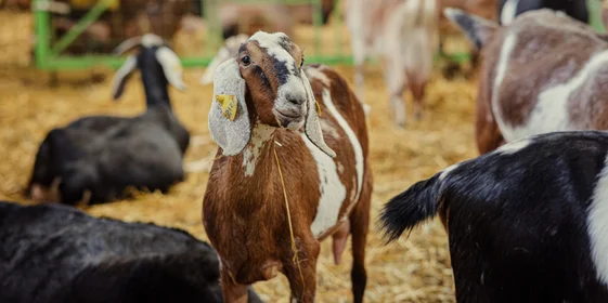 Познакомим вас с обитателями фермы: англо-нубийская коза