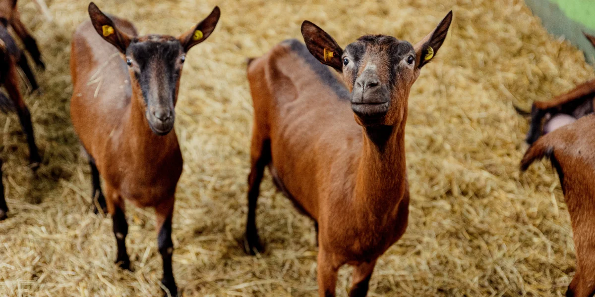 Козы альпийской породы