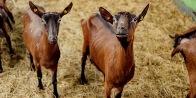 Козы альпийской породы