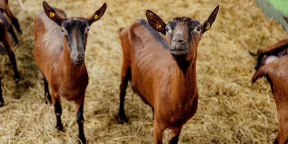 Козы альпийской породы