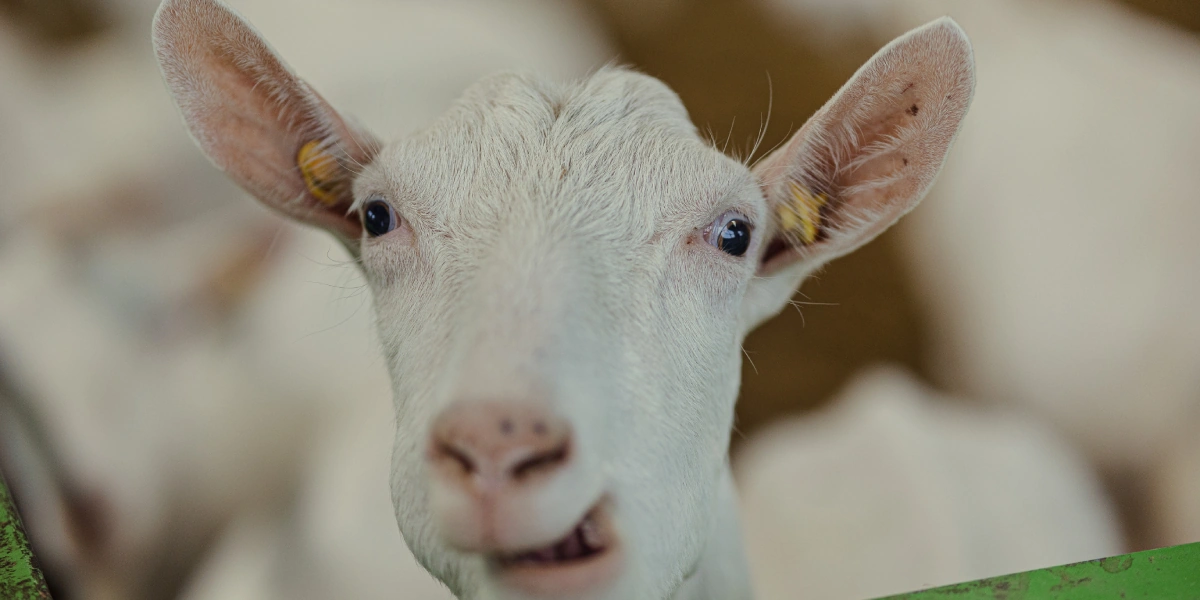 Зааненская порода коз