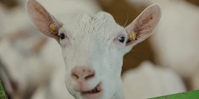 Зааненская порода коз