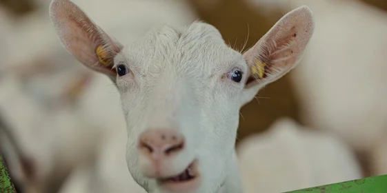 Зааненская порода коз