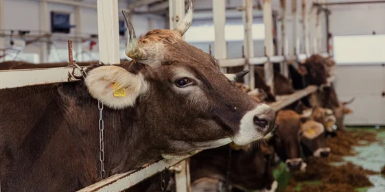 Коровы швицкой (или швейцарской) породы