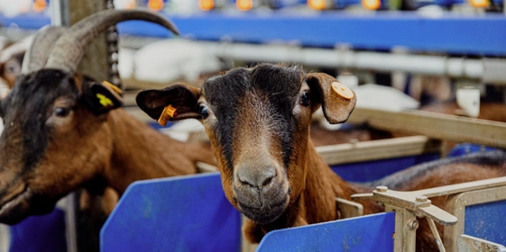 Коз доят дважды в&nbsp;день. Одна особь может давать до&nbsp;трёх литров молока в&nbsp;день