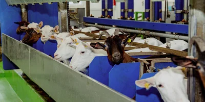 Система распознаёт каждую козу по чипу. Во время дойки замеряется скорость поступления молока, его количество и качество. Так специалисты получают необходимые сведения, которые позволяют контролировать физическое состояние животного