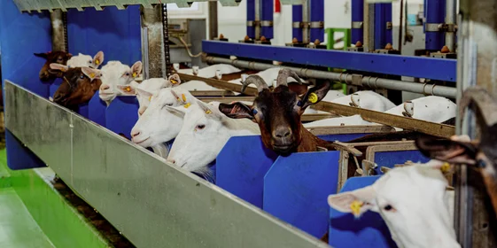 Система распознаёт каждую козу по чипу. Во время дойки замеряется скорость поступления молока, его количество и качество. Так специалисты получают необходимые сведения, которые позволяют контролировать физическое состояние животного