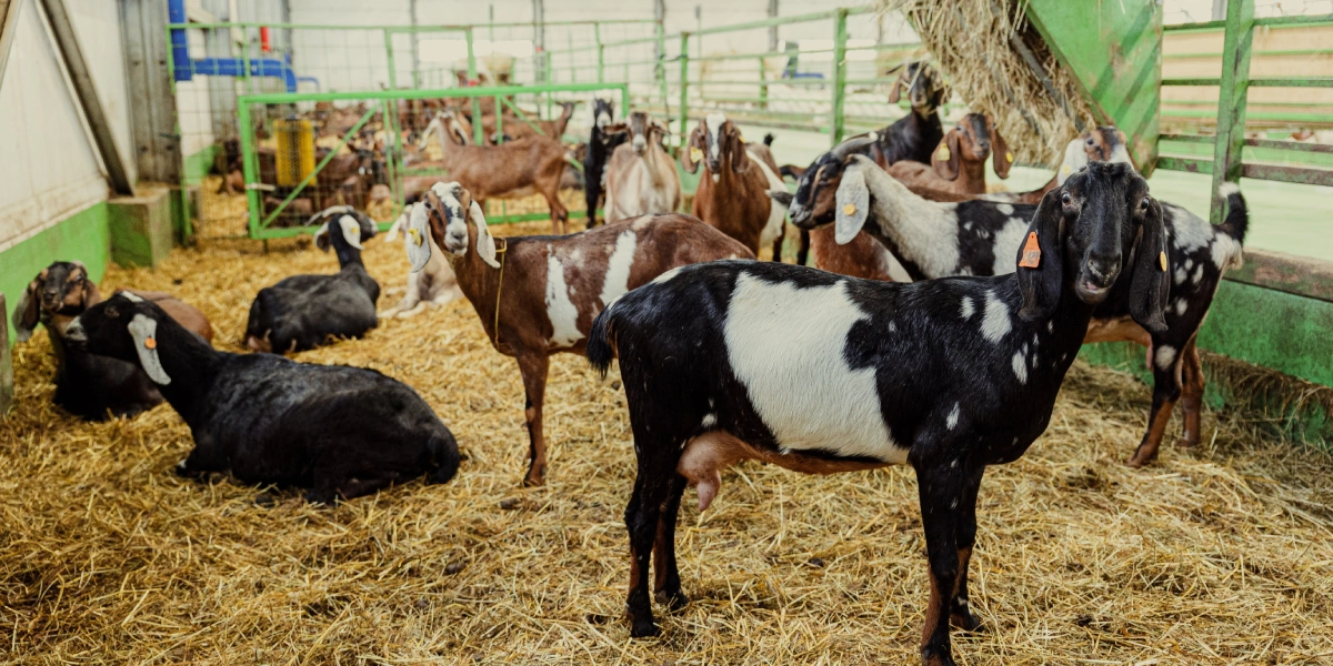 Чтобы качество молока, а значит, и&nbsp;сыра, было всегда стабильным, козы проводят в&nbsp;козлятнике круглый год, и&nbsp;их рацион не меняется