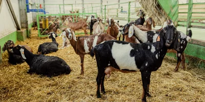 Чтобы качество молока, а значит, и сыра, было всегда стабильным, козы проводят в козлятнике круглый год, и их рацион не меняется