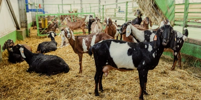Чтобы качество молока, а значит, и&nbsp;сыра, было всегда стабильным, козы проводят в&nbsp;козлятнике круглый год, и&nbsp;их рацион не меняется