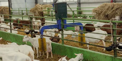Козлятники оборудованы системой климат-контроля и даже чесалками для коз