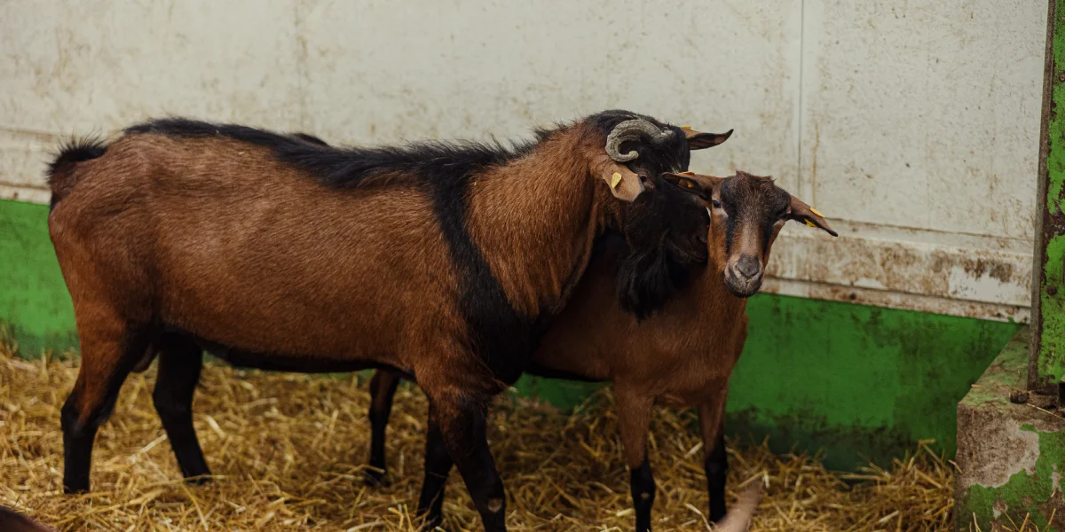 В репродуктивный период, с августа по декабрь, вместе с козами в козлятнике живут самцы