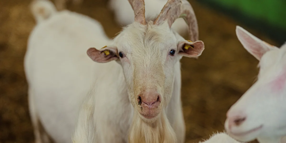 Козлы — животные достаточно опасные. Бывает, они атакуют, поэтому их отселяют от коз, когда не требуется участие в репродукции