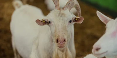 Козлы — животные достаточно опасные. Бывает, они атакуют, поэтому их отселяют от коз, когда не требуется участие в репродукции