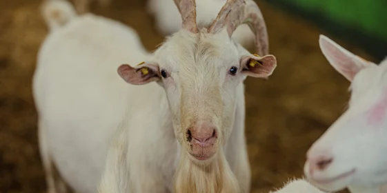 Козлы — животные достаточно опасные. Бывает, они атакуют, поэтому их отселяют от коз, когда не требуется участие в репродукции