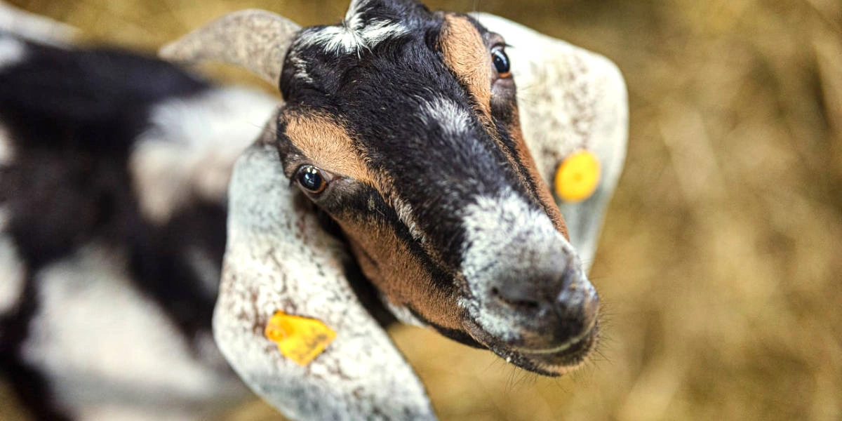 Сыр с&nbsp;плесенью и&nbsp;без: репортаж из&nbsp;Городецкой сыроварни