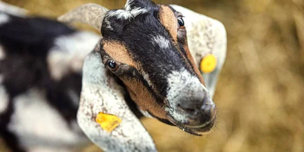 Сыр с плесенью и без: репортаж из Городецкой сыроварни