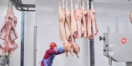 Такие охлаждённые свиные полутуши приходят на комбинат. Чтобы не было пересечений мясного сырья, в разных зонах разгружается свинина, говядина и курятина