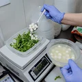 Процесс приготовления салата с томатами черри и мини-моцареллой