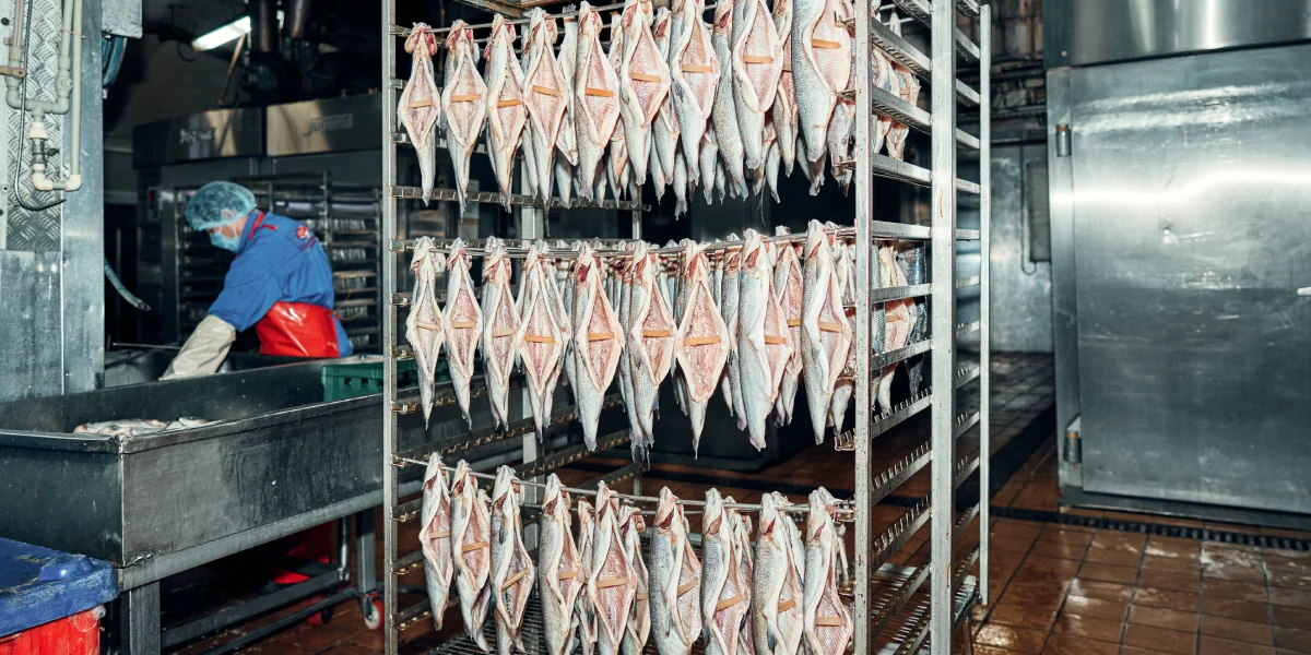 При холодном копчении в некоторые виды рыбы вставляют шпонки, чтобы продукт лучше просох изнутри. Затем развешивают гирляндой и направляют в термокамеру