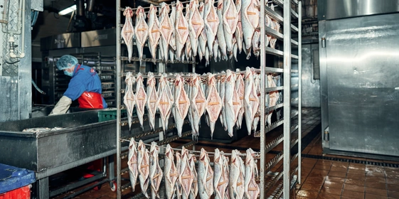 При холодном копчении в&nbsp;некоторые виды рыбы вставляют шпонки, чтобы продукт лучше просох изнутри. Затем развешивают гирляндой и&nbsp;направляют в&nbsp;термокамеру