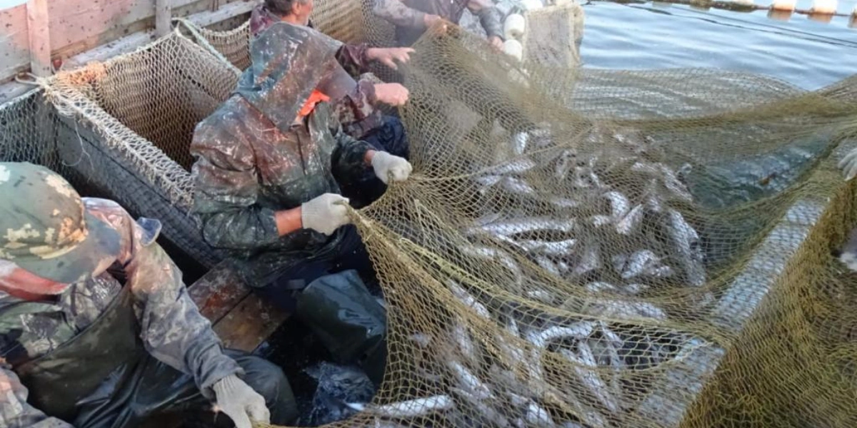 Рыбу ловят в&nbsp;основном ставными неводами. Труд тяжёлый. На&nbsp;фото: рыбаки «переливают» улов из&nbsp;невода в&nbsp;«щелевик», это такая лодка с&nbsp;прорезями, внутри&nbsp;которой вода и&nbsp;рыба. Таким образом рыба ещё живая доставляется с&nbsp;места добычи до&nbsp;места переработки