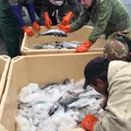 Чтобы рыба после вылова не потеряла качество, её перевозят в изотермических контейнерах со льдом. После этого обезглавливают, потрошат, замывают и замораживают в плиточных скороморозильных камерах