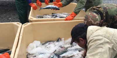 Чтобы рыба после вылова не потеряла качество, её перевозят в изотермических контейнерах со льдом. После этого обезглавливают, потрошат, замывают и замораживают в плиточных скороморозильных камерах