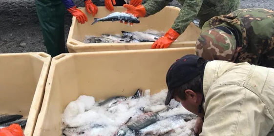 Чтобы рыба после вылова не потеряла качество, её перевозят в изотермических контейнерах со льдом. После этого обезглавливают, потрошат, замывают и замораживают в плиточных скороморозильных камерах