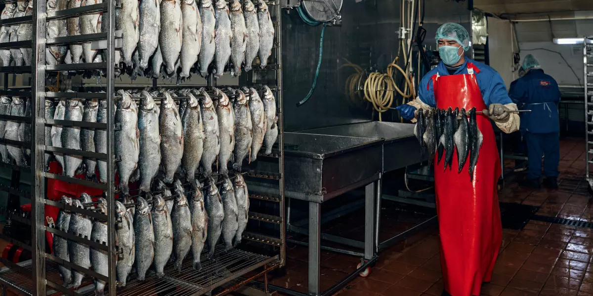 Как коптит рыбу для ВкусВилла поставщик со своим рыбным промыслом в тайге