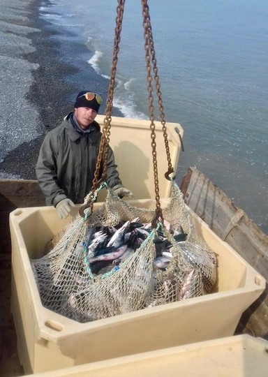 Рыбу везут в&nbsp;Москву пароходом до&nbsp;Хабаровска 4–5 дней, затем на&nbsp;20-тонных фурах переправляют в&nbsp;столицу. Везут в&nbsp;холодильных камерах, где соблюдается температурный режим не выше&nbsp;-18 градусов