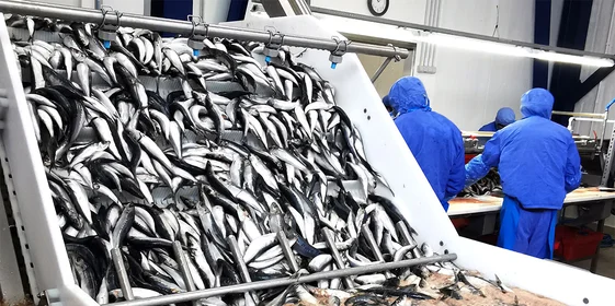 Что за рыба иваси и куда она пропадает на 25 лет