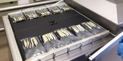 Что за рыба иваси и куда она пропадает на 25 лет