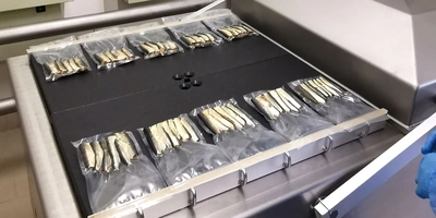 Что за рыба иваси и куда она пропадает на 25 лет