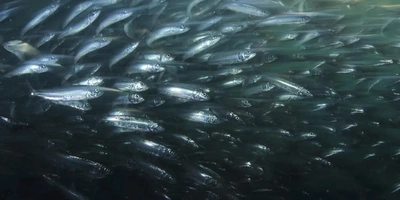 Что за рыба иваси и куда она пропадает на 25 лет