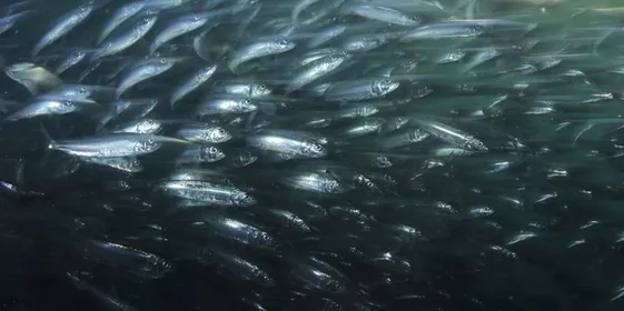 Что за рыба иваси и куда она пропадает на 25 лет