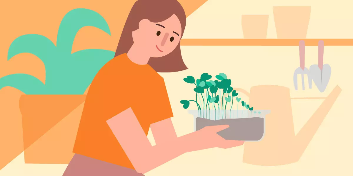 Как вырастить дома микрозелень, петрушку и укроп: инструкция с видео