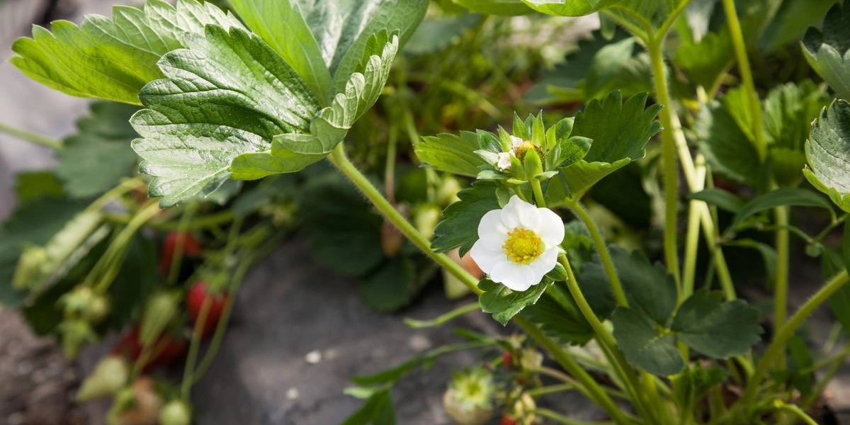 Как в Краснодарском крае выращивают клубнику для ВкусВилла