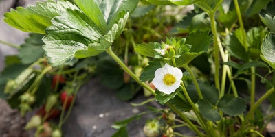 Как в Краснодарском крае выращивают клубнику для ВкусВилла