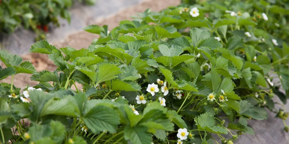 Как в Краснодарском крае выращивают клубнику для ВкусВилла