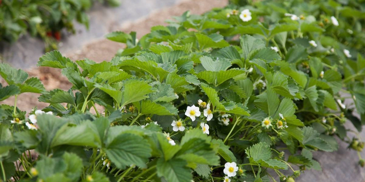 Как в Краснодарском крае выращивают клубнику для ВкусВилла