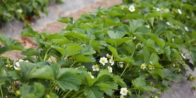 Как в Краснодарском крае выращивают клубнику для ВкусВилла