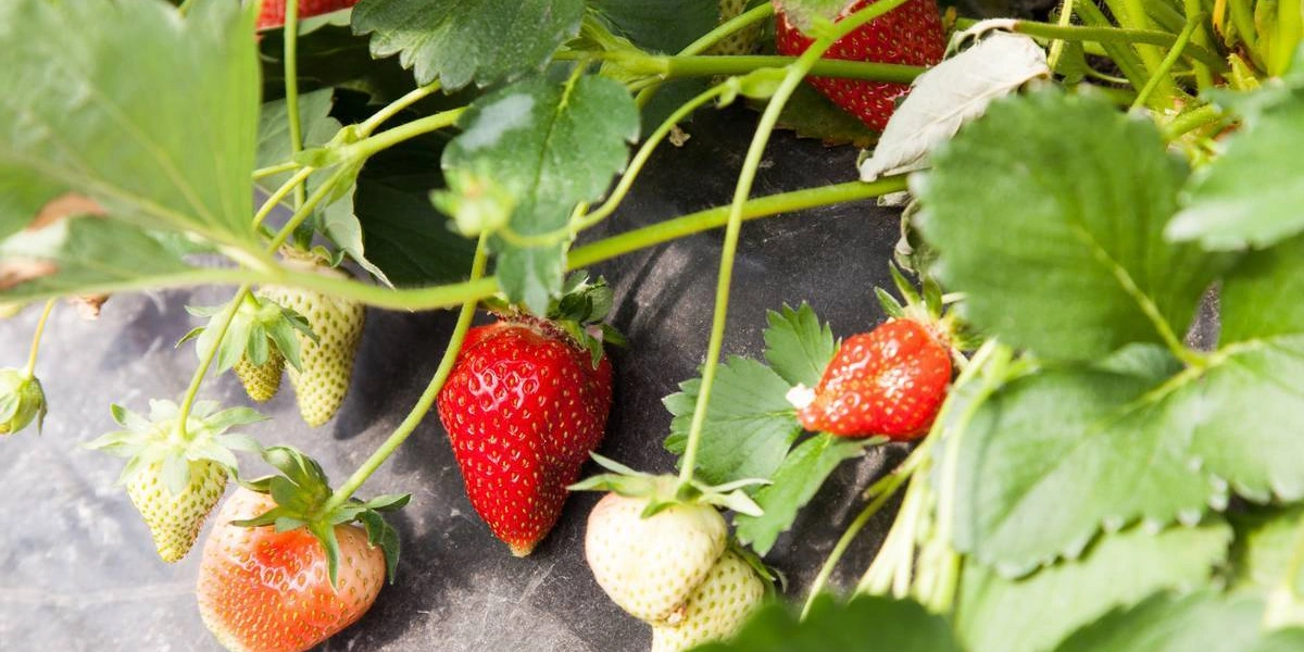 Как в Краснодарском крае выращивают клубнику для ВкусВилла