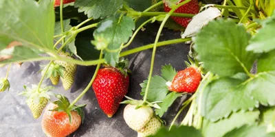 Как в Краснодарском крае выращивают клубнику для ВкусВилла